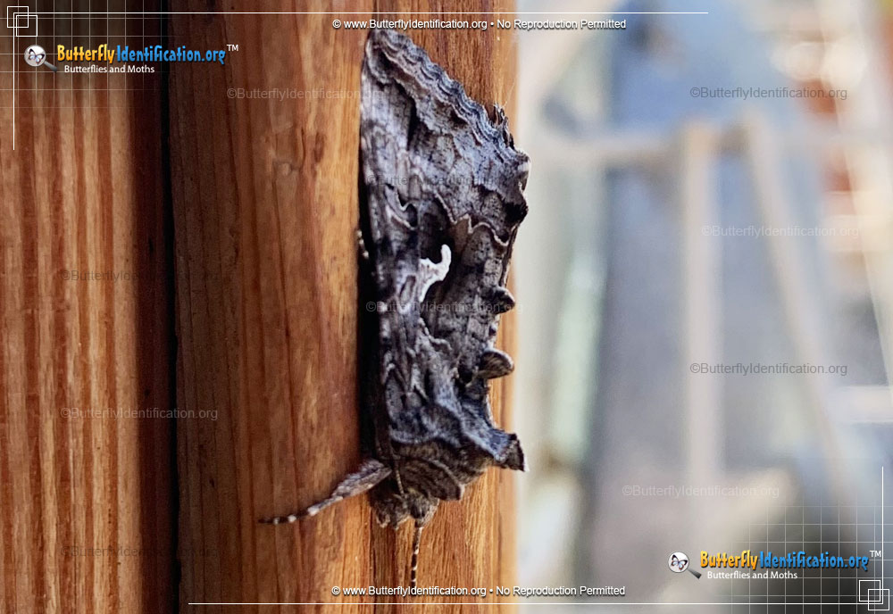 Full-sized image #4 of the Alfalfa Looper Moth