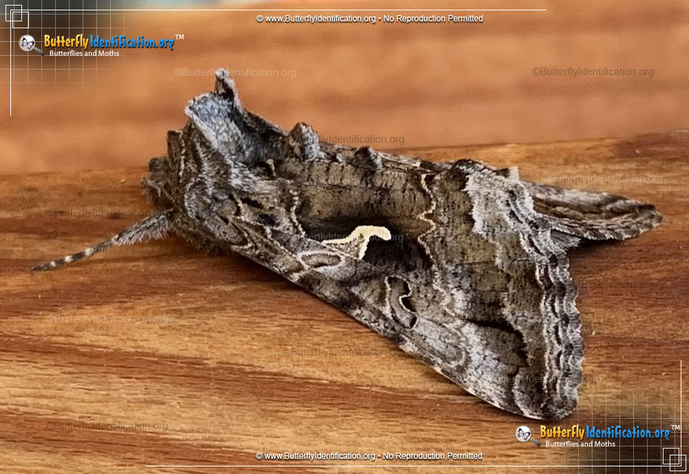 Full-sized image #3 of the Alfalfa Looper Moth