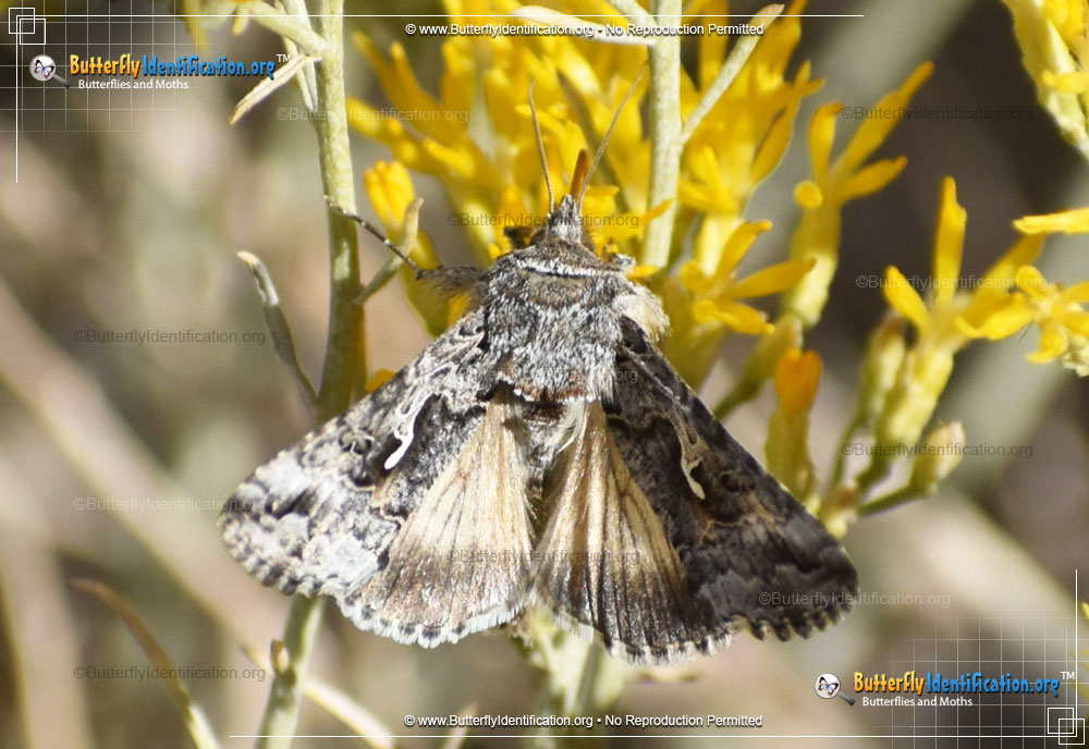 Full-sized image #1 of the Alfalfa Looper Moth