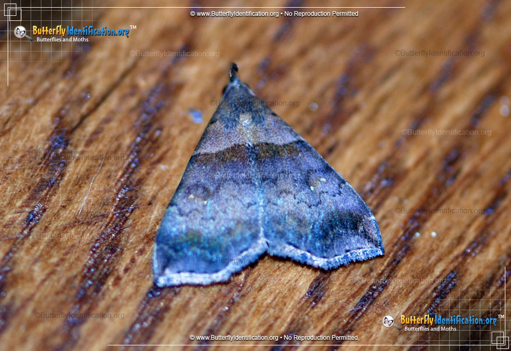Full-sized image #2 of the Ambiguous Moth