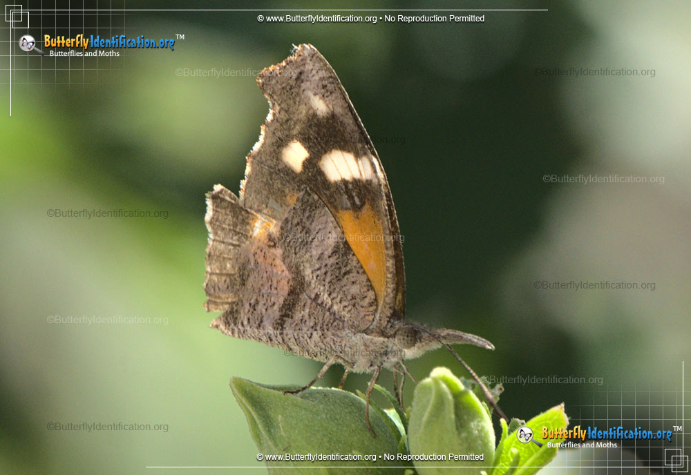 Full-sized image #1 of the American Snout Butterfly
