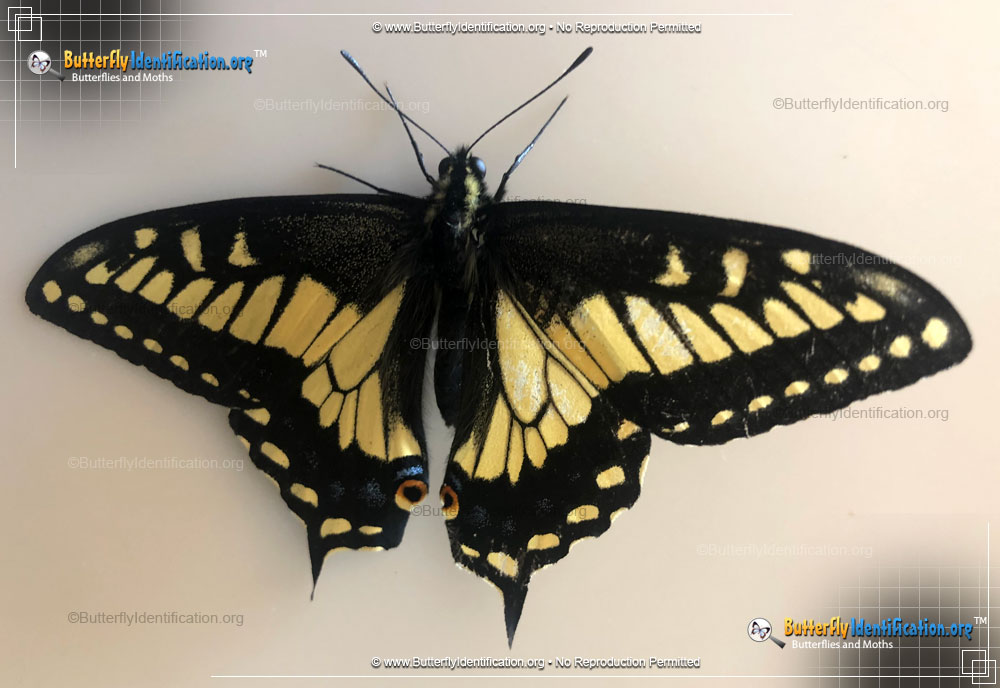 Full-sized image #1 of the Anise Swallowtail Butterfly