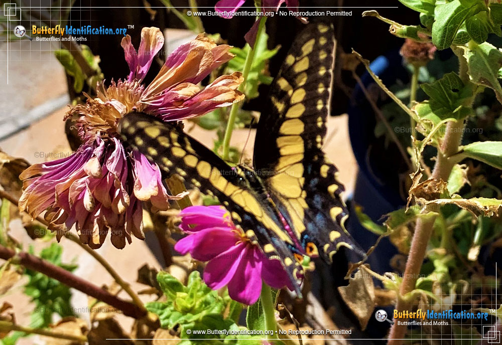 Full-sized image #5 of the Anise Swallowtail Butterfly