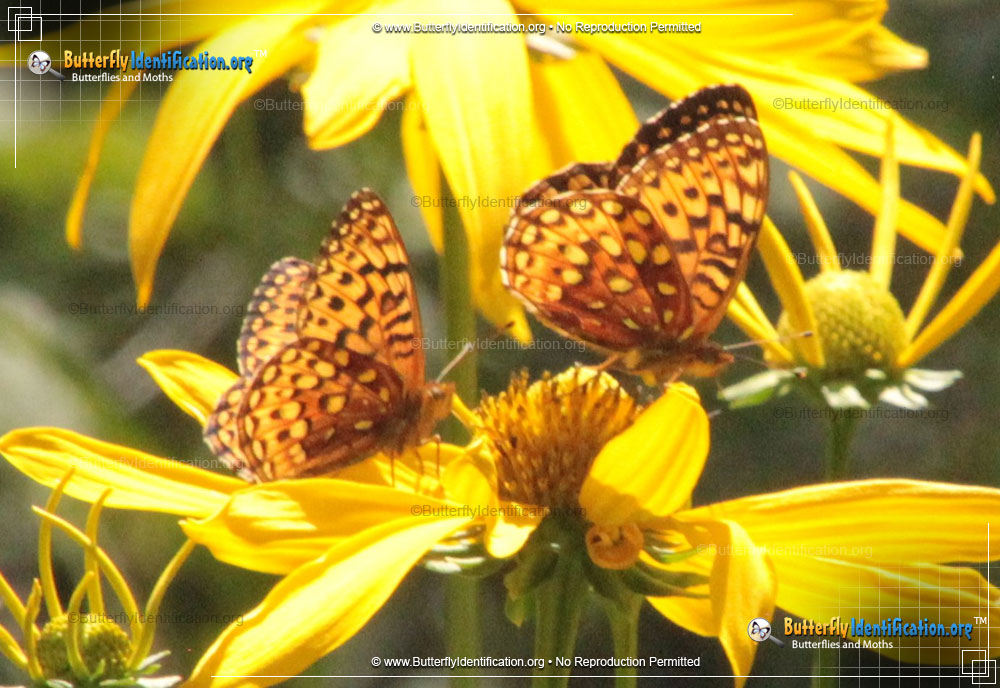 Full-sized image #3 of the Aphrodite Fritillary Butterfly