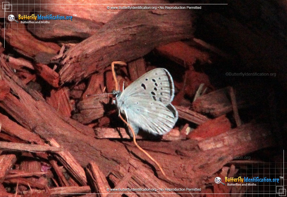 Full-sized image #1 of the Arctic Blue Butterfly