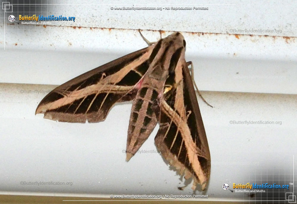Full-sized image #3 of the Banded Sphinx