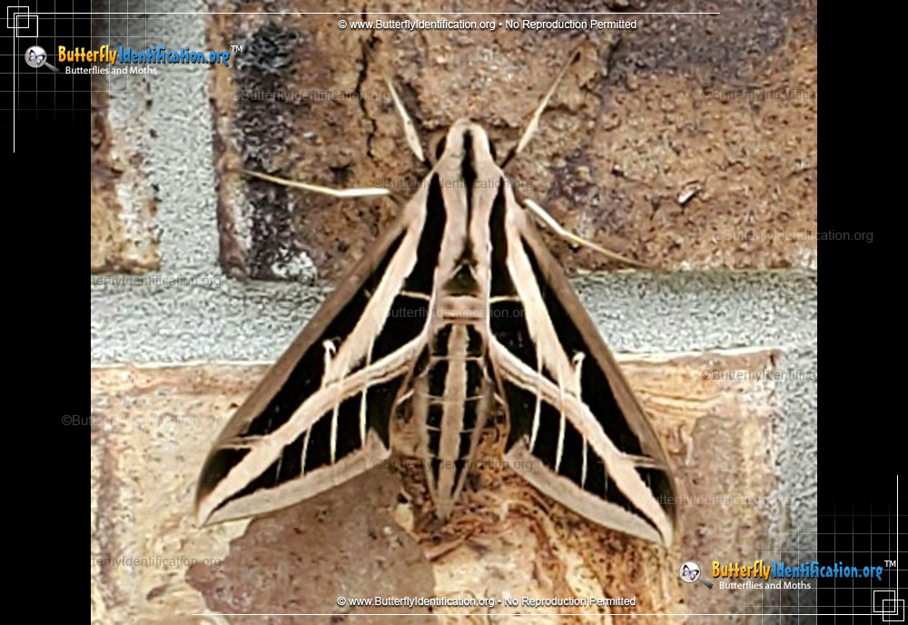 Full-sized image #4 of the Banded Sphinx