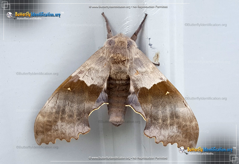 Full-sized image #3 of the Big Poplar Sphinx Moth