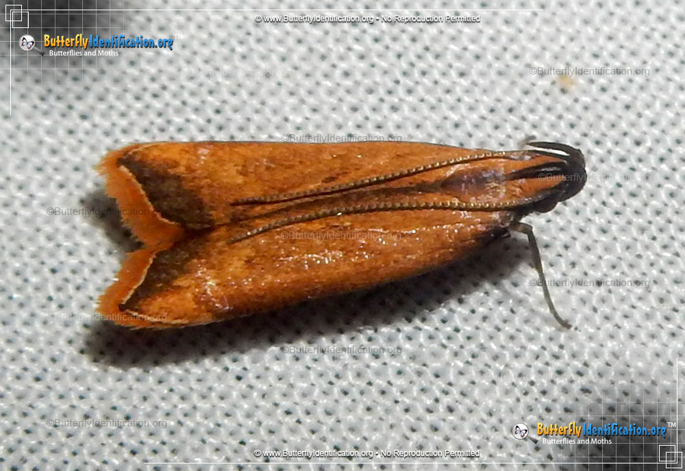 Full-sized image #1 of the Black-edged Dichomeris Moth