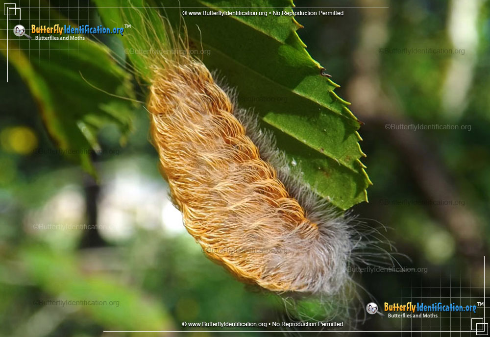 Full-sized image #5 of the Black-waved Flannel Moth