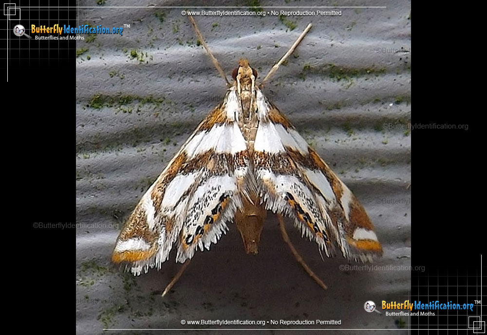 Full-sized image #1 of the Bold Medicine Moth