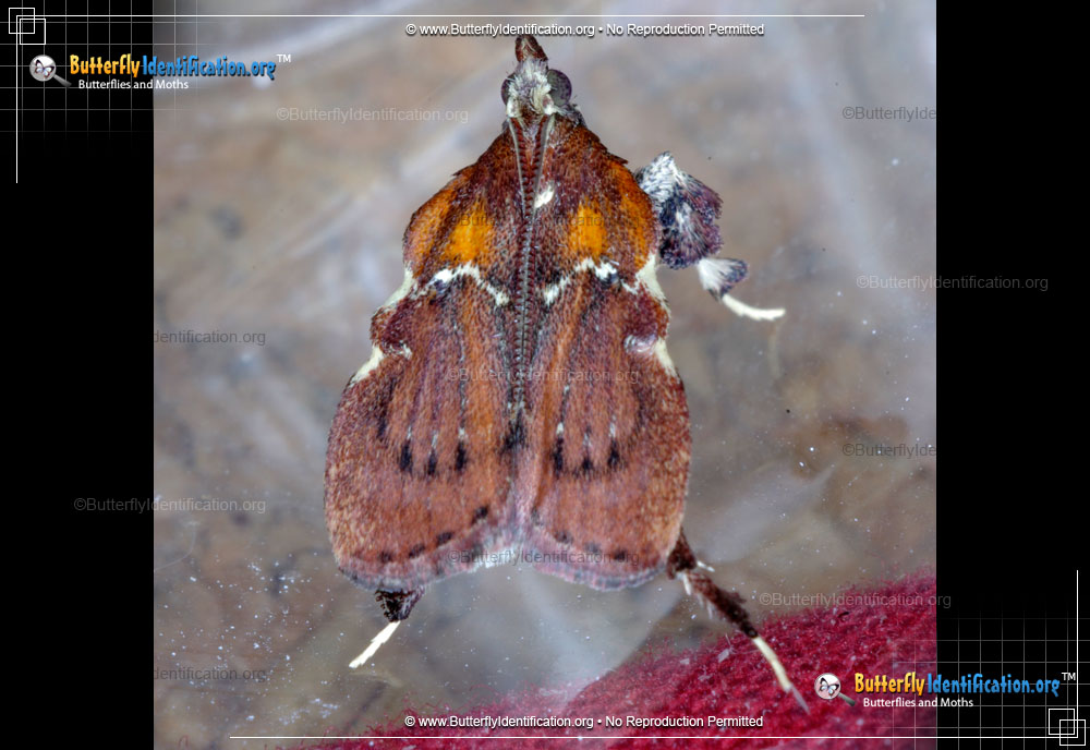 Full-sized image #1 of the Boxwood Leaftier Moth