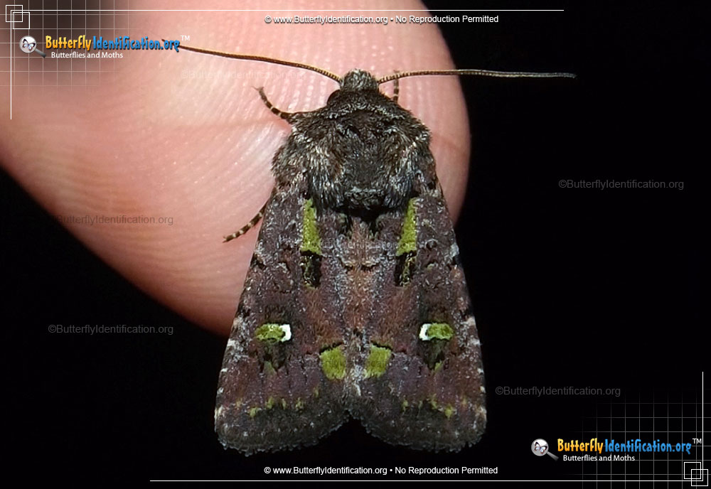 Full-sized image #1 of the Bristly Cutworm Moth