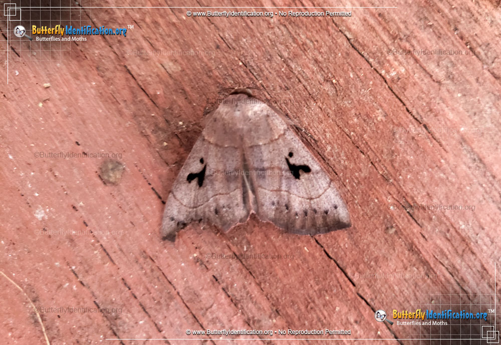Full-sized image #2 of the Brown Panopoda Moth