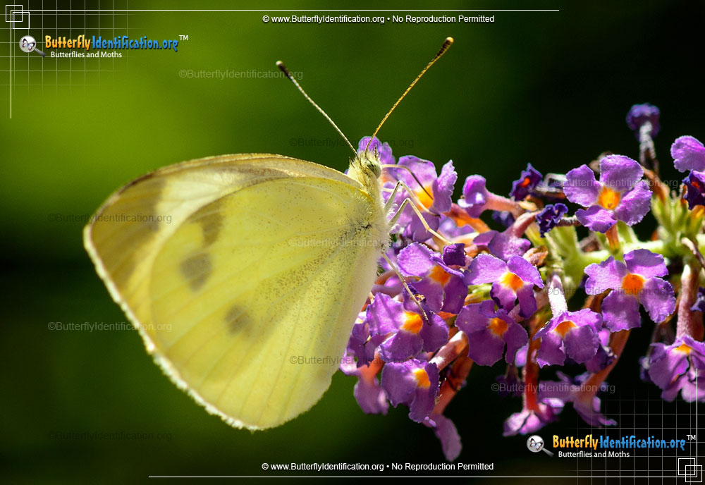 Full-sized image #3 of the Cabbage White Butterfly