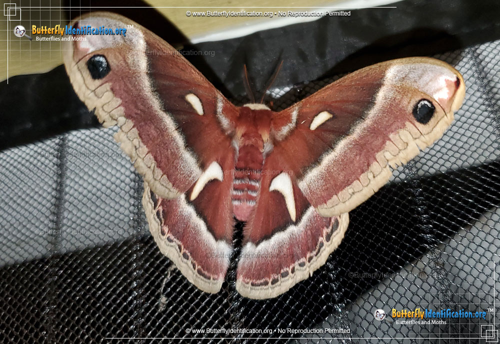 Full-sized image #1 of the Ceanothus Silkmoth