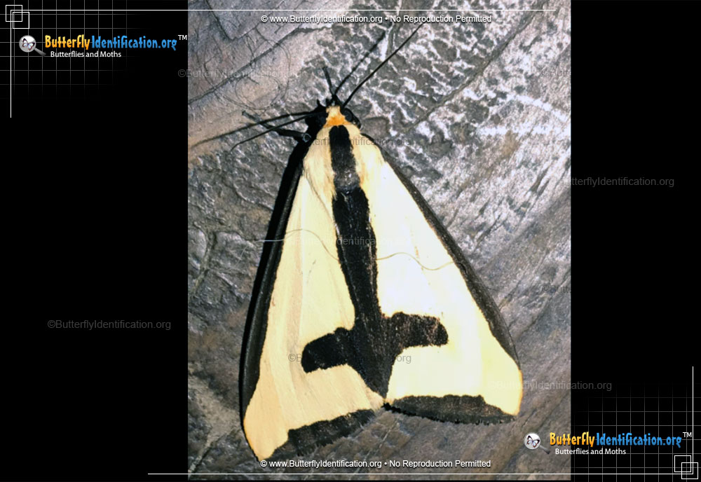Full-sized image #4 of the Clymene Haploa Moth