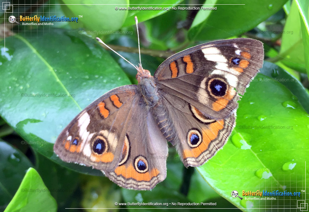 Full-sized image #1 of the Common Buckeye Butterfly