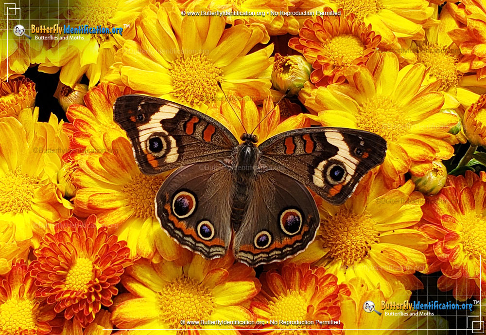 Full-sized image #2 of the Common Buckeye Butterfly