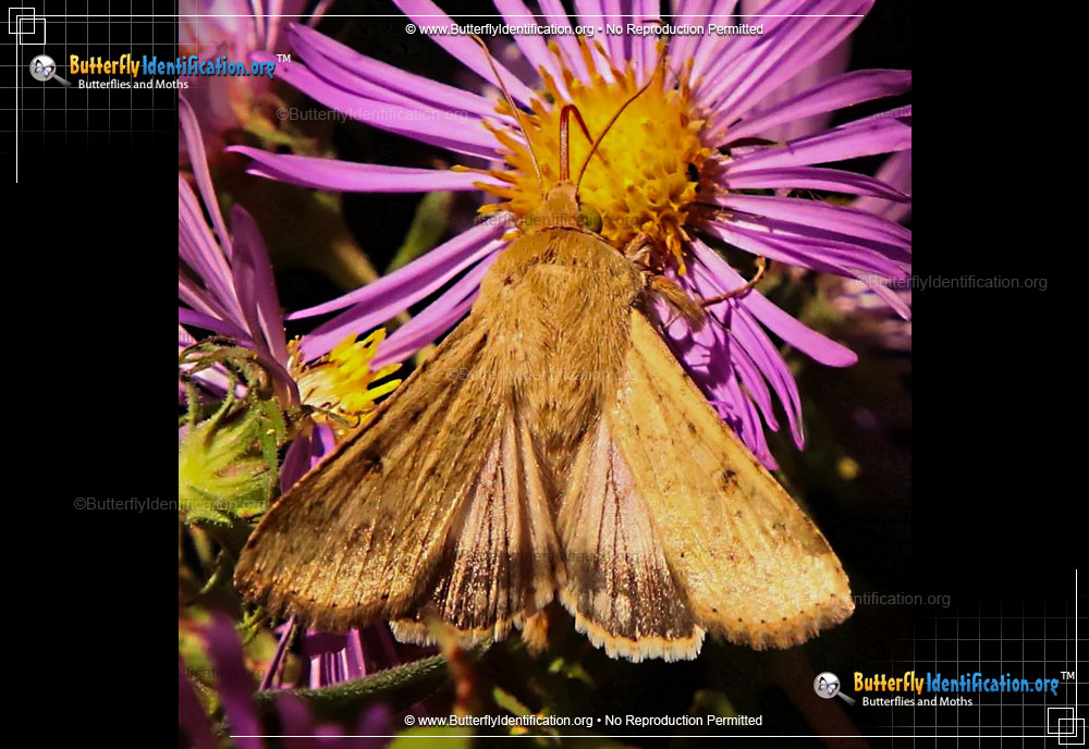 Full-sized image #1 of the Corn Ear Worm Moth