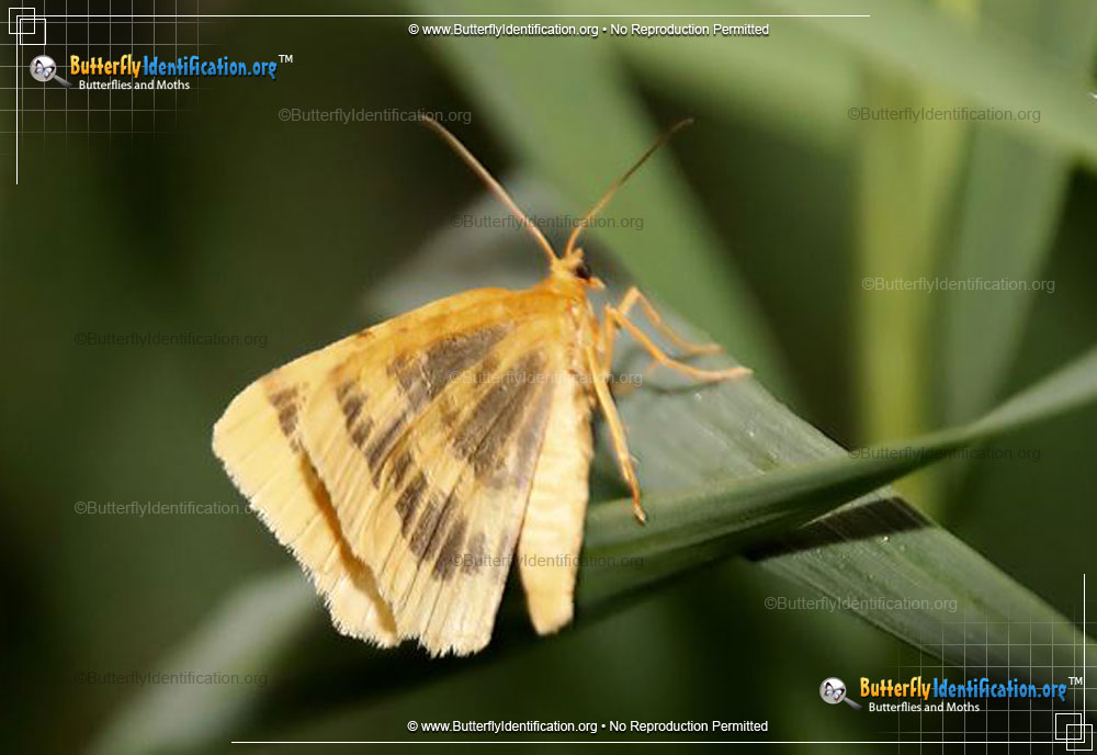 Full-sized image #3 of the Currant Spanworm Moth