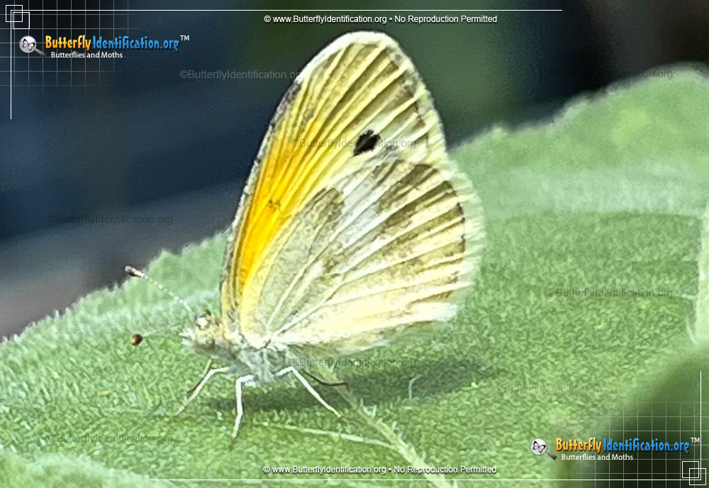 Full-sized image #2 of the Dainty Sulphur Butterfly