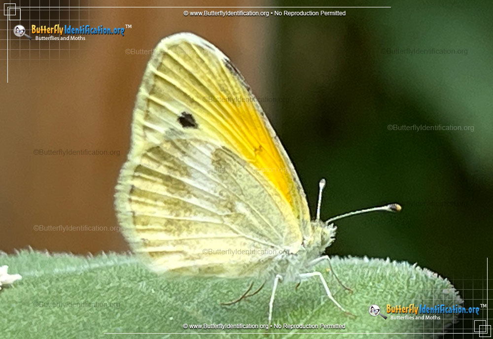 Full-sized image #1 of the Dainty Sulphur Butterfly