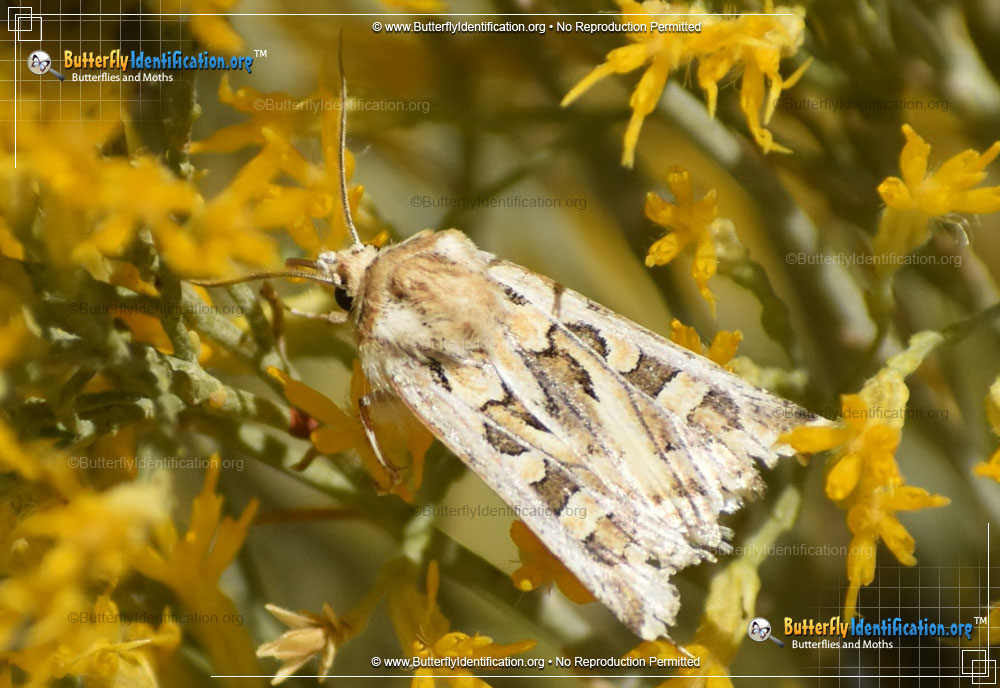 Full-sized image #5 of the Dart Moth