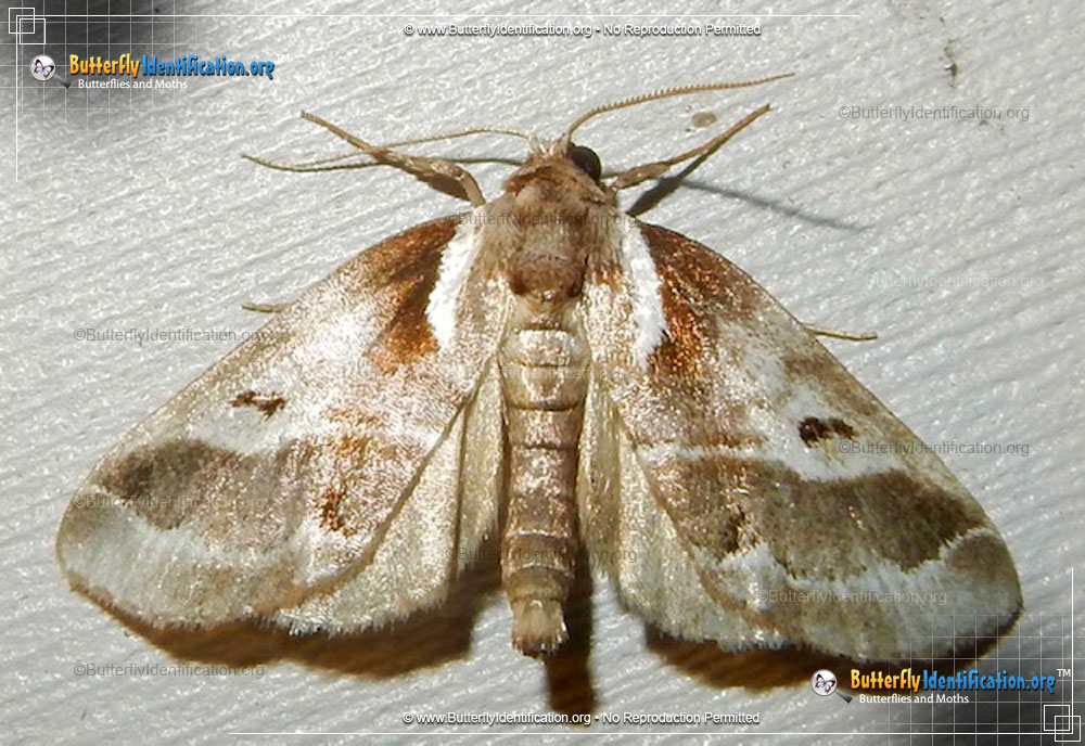 Full-sized image #2 of the Doubleday's Baileya Moth