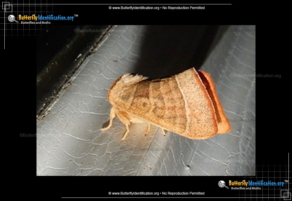 Full-sized image #1 of the Drexel's Datana Moth