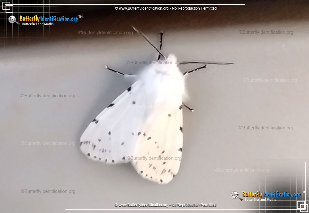 Full-sized image #1 of the Fall Webworm Moth