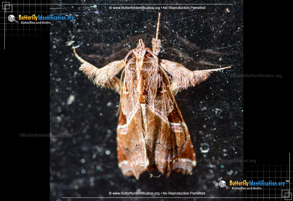 Full-sized image #1 of the Florida Fern Moth