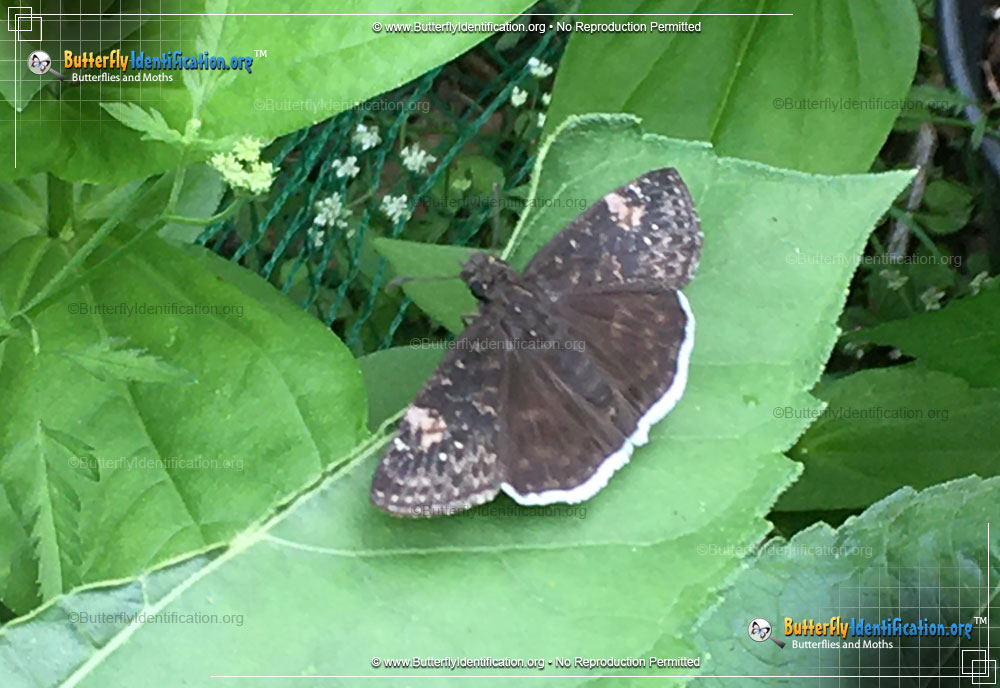 Full-sized image #1 of the Funereal Duskywing Butterfly