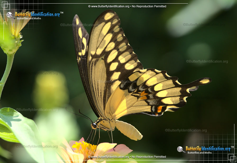 Full-sized image #2 of the Giant Swallowtail Butterfly