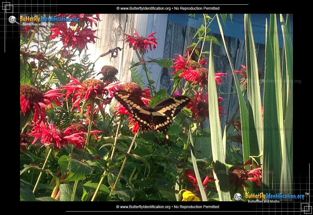 Full-sized image #6 of the Giant Swallowtail Butterfly