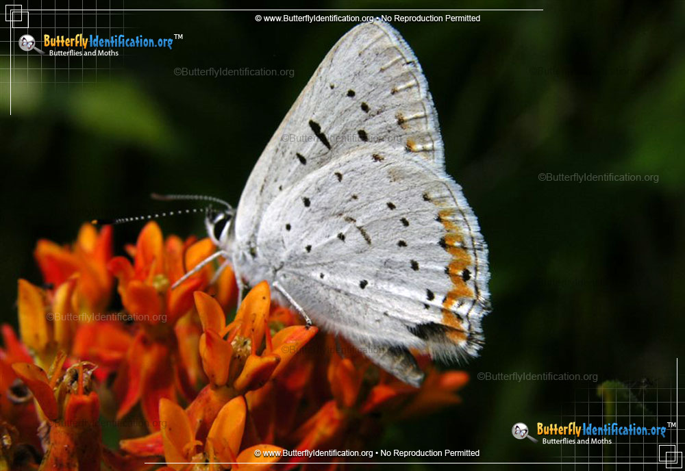 Full-sized image #2 of the Gray Copper Butterfly