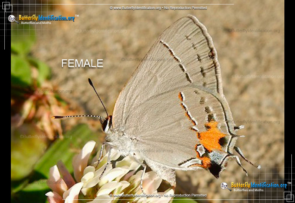 Full-sized image #1 of the Gray Hairstreak Butterfly