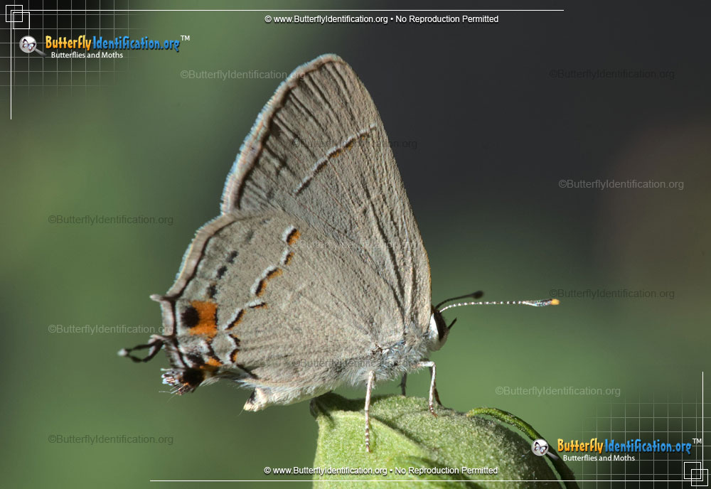 Full-sized image #6 of the Gray Hairstreak Butterfly