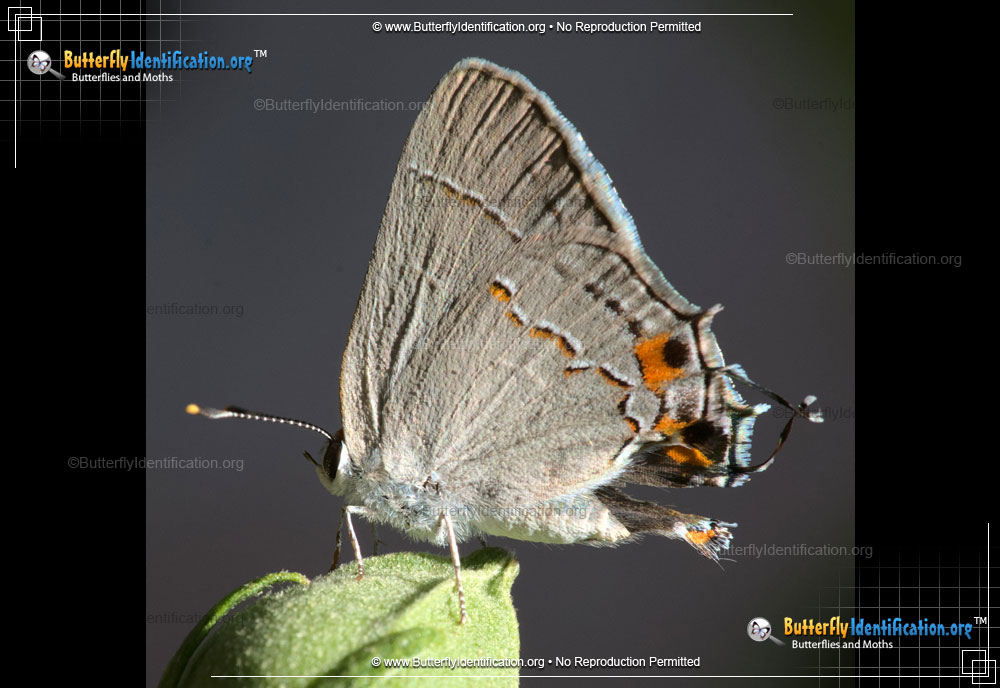 Full-sized image #5 of the Gray Hairstreak Butterfly