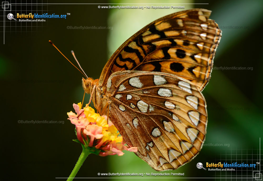 Full-sized image #2 of the Great Spangled Fritillary