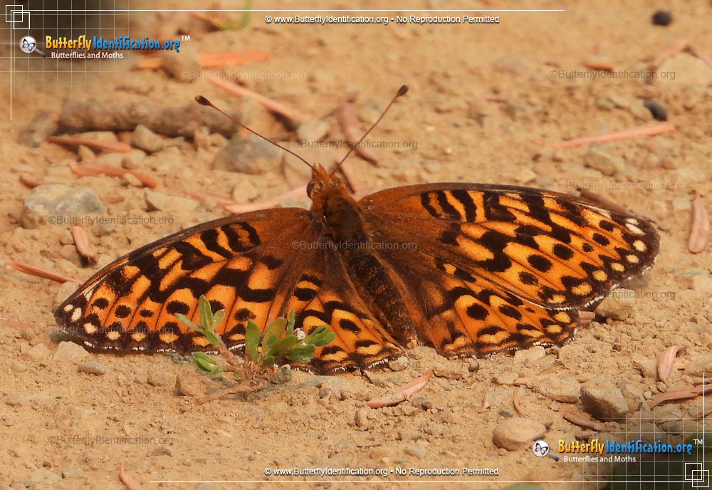 Full-sized image #1 of the Hesperis Fritillary Butterfly
