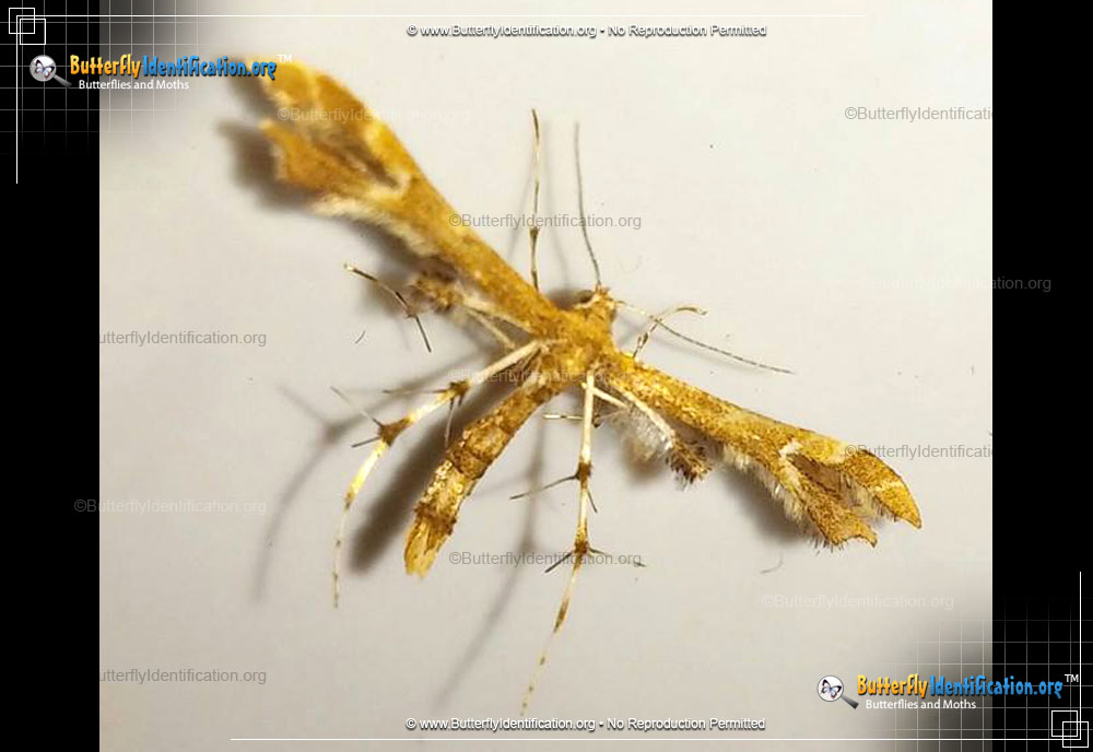 Full-sized image #3 of the Himmelman's Plume Moth