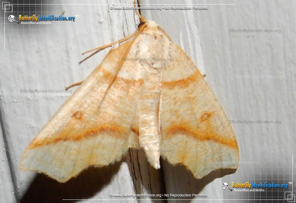 Full-sized image #1 of the Hollow-spotted Plagodis Moth