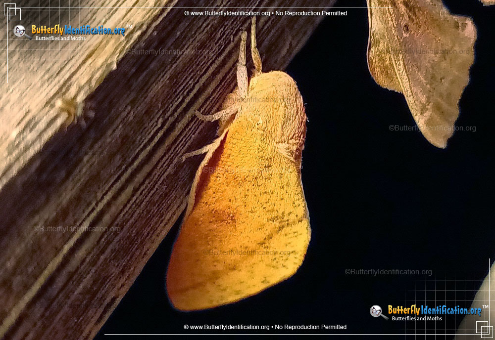 Full-sized image #3 of the Honey Locust Moth