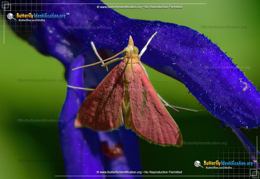 Full-sized image #2 of the Inornate Pyrausta Moth
