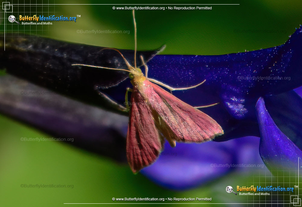 Full-sized image #3 of the Inornate Pyrausta Moth