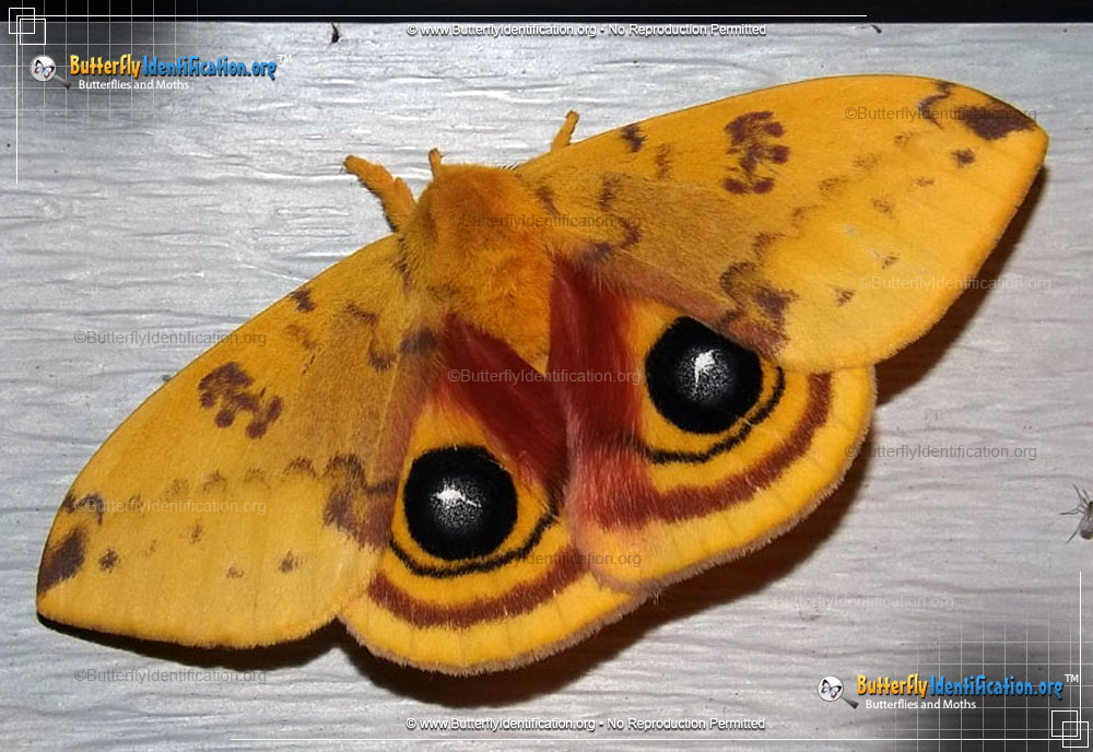 Full-sized image #6 of the Io Moth