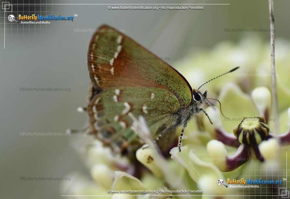 Full-sized image #1 of the Juniper Hairstreak Butterfly