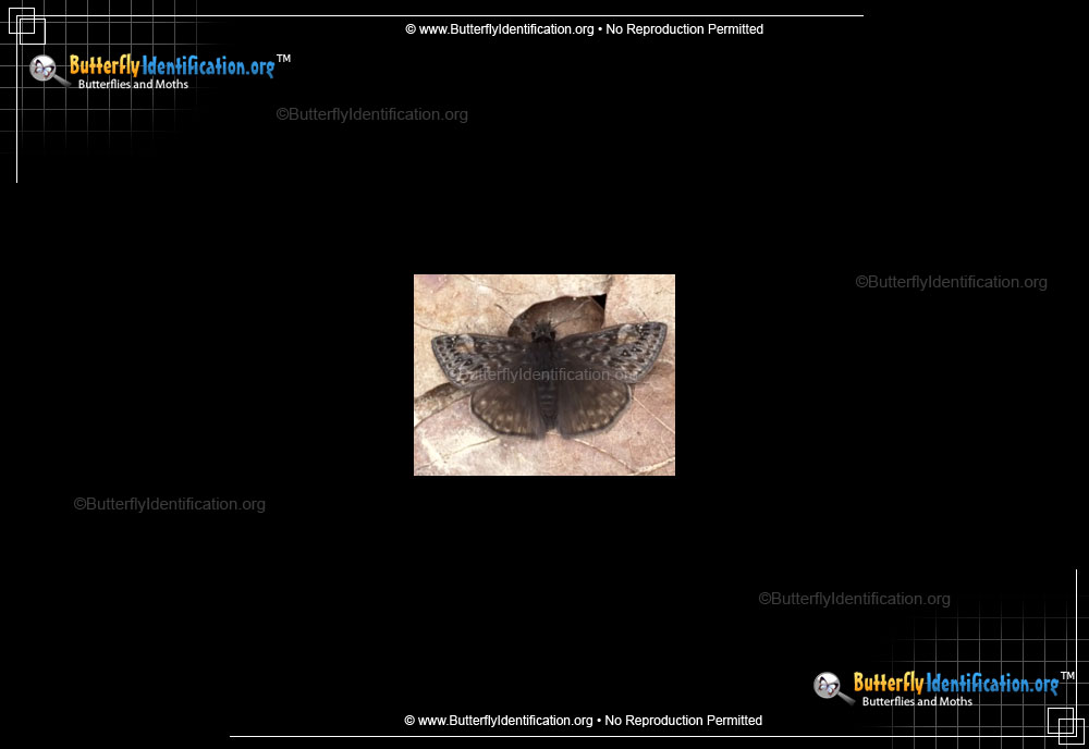 Full-sized image #1 of the Juvenal's Duskywing Butterfly