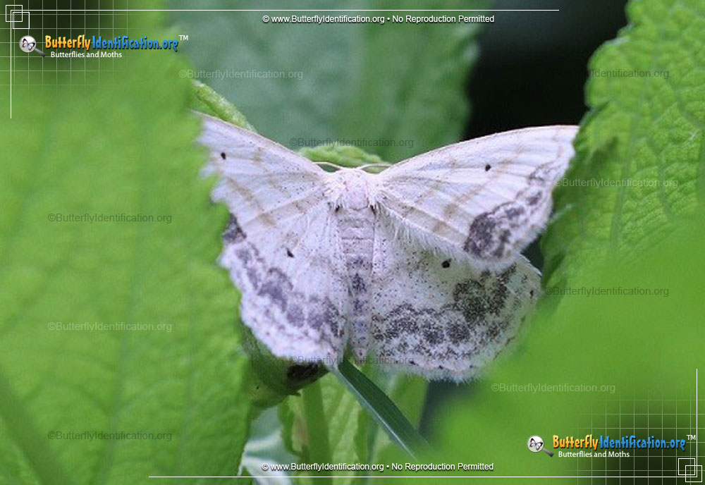 Full-sized image #2 of the Large Lace-border Moth